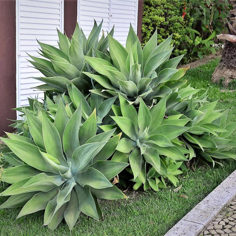 12 Foxtail Agave (Agave attenuata) Seeds - JC Nursery