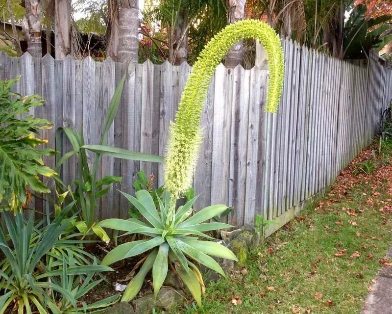 12 Foxtail Agave (Agave attenuata) Seeds - JC Nursery
