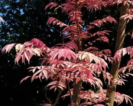 20 Chinese Mahogany (Toona sinensis) Tree Seeds - JC Nursery