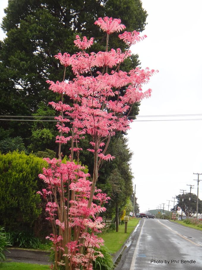 20 Chinese Mahogany (Toona sinensis) Tree Seeds - JC Nursery