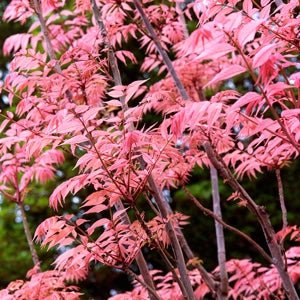 20 Chinese Mahogany (Toona sinensis) Tree Seeds - JC Nursery