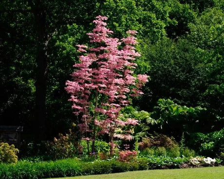 20 Chinese Mahogany (Toona sinensis) Tree Seeds - JC Nursery
