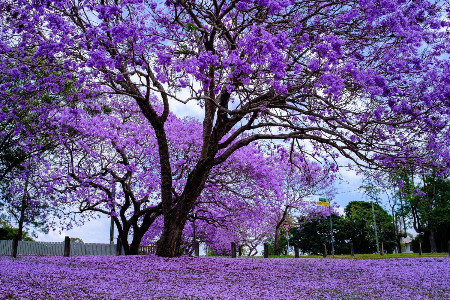 20 Jacaranda (Jacaranda mimosifolia) Tree Seeds - JC Nursery