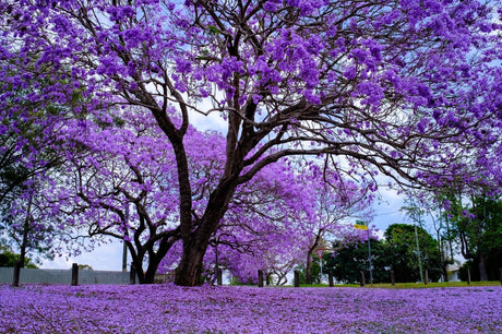 20 Jacaranda (Jacaranda mimosifolia) Tree Seeds - JC Nursery