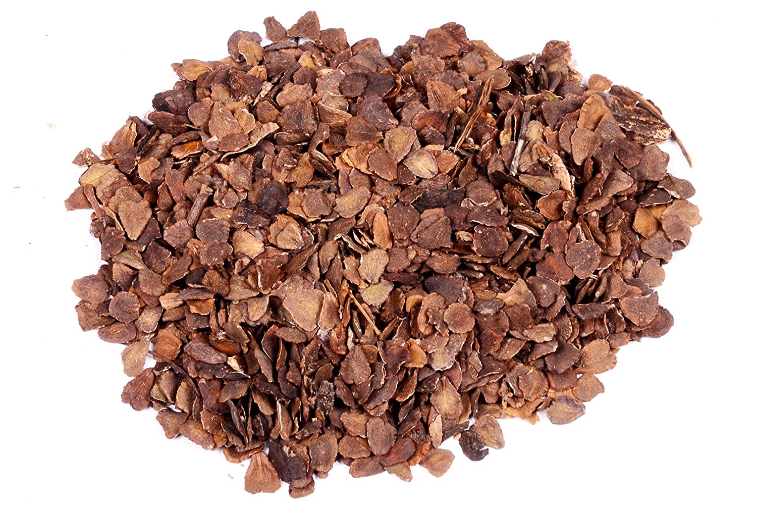 20 Jacaranda (Jacaranda mimosifolia) Tree Seeds - JC Nursery