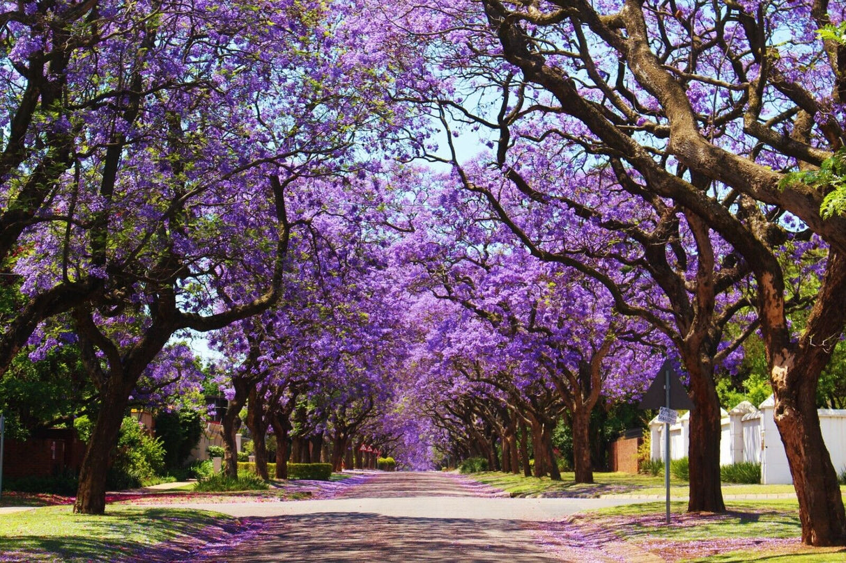 20 Jacaranda (Jacaranda mimosifolia) Tree Seeds - JC Nursery
