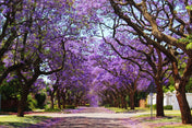 20 Jacaranda (Jacaranda mimosifolia) Tree Seeds - JC Nursery
