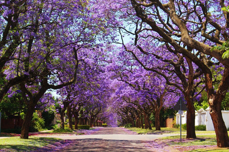 20 Jacaranda (Jacaranda mimosifolia) Tree Seeds - JC Nursery
