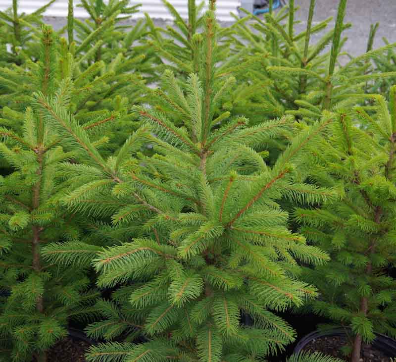 20 Norwegian Spruce (Picea abies) Tree Seeds - JC Nursery