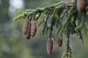20 Norwegian Spruce (Picea abies) Tree Seeds - JC Nursery