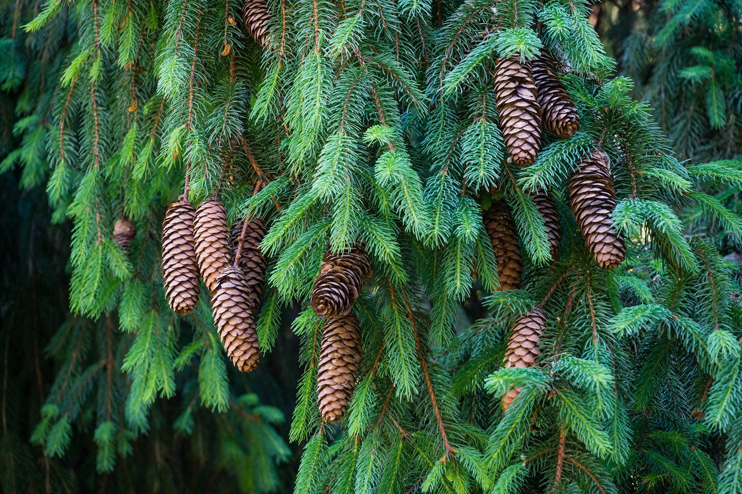 20 Norwegian Spruce (Picea abies) Tree Seeds - JC Nursery