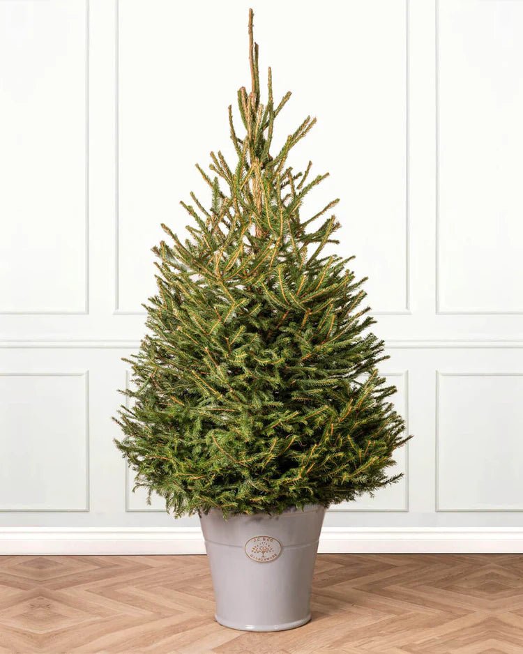 20 Norwegian Spruce (Picea abies) Tree Seeds - JC Nursery