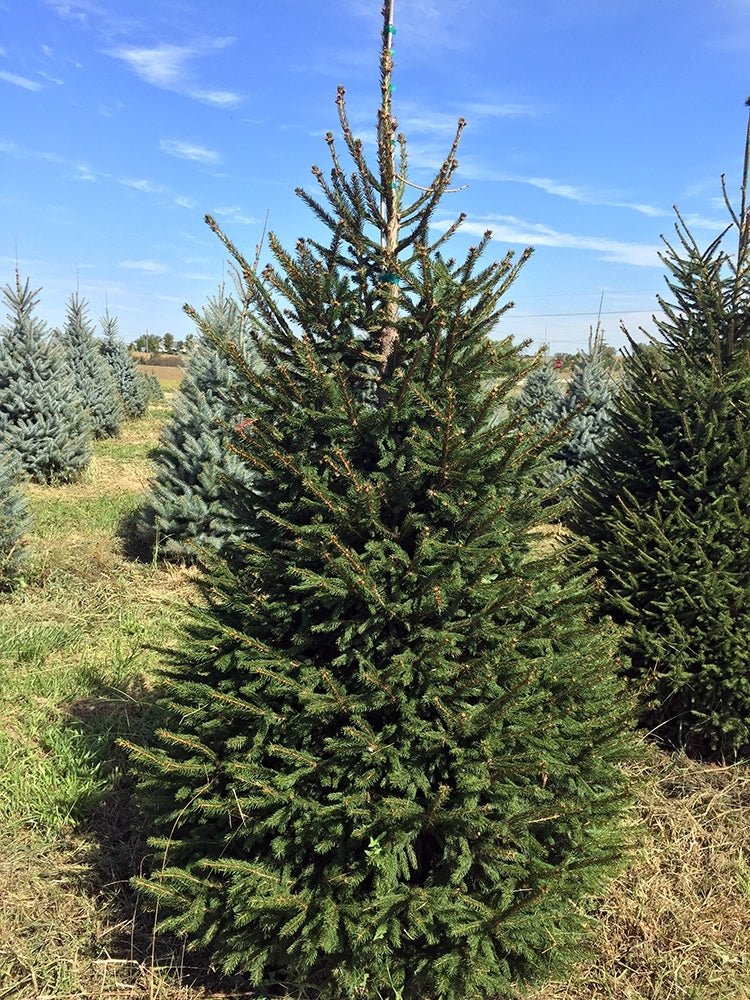 20 Norwegian Spruce (Picea abies) Tree Seeds - JC Nursery