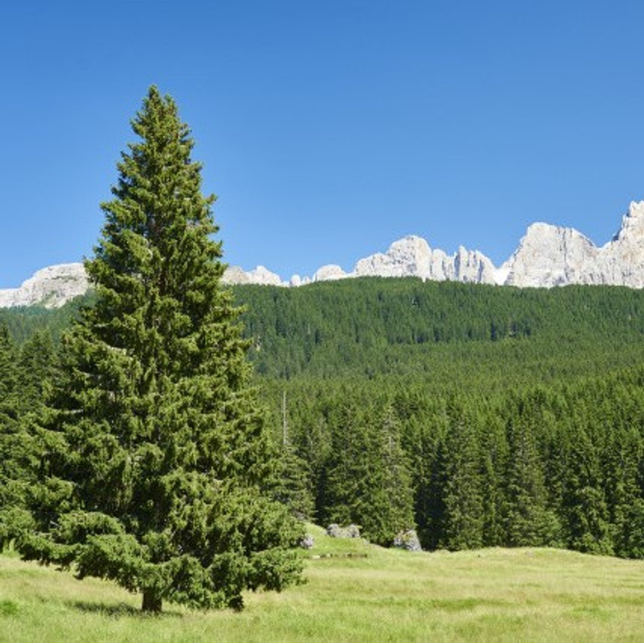 20 Norwegian Spruce (Picea abies) Tree Seeds - JC Nursery
