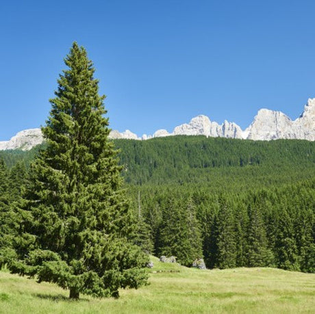 20 Norwegian Spruce (Picea abies) Tree Seeds - JC Nursery