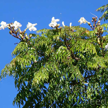 25 China Doll (Radermachera sinica) Seeds - JC Nursery