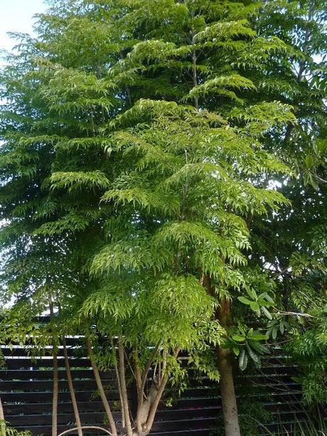 25 China Doll (Radermachera sinica) Seeds - JC Nursery