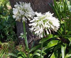 30 Agapanthus 'white Australia' Seeds - JC Nursery
