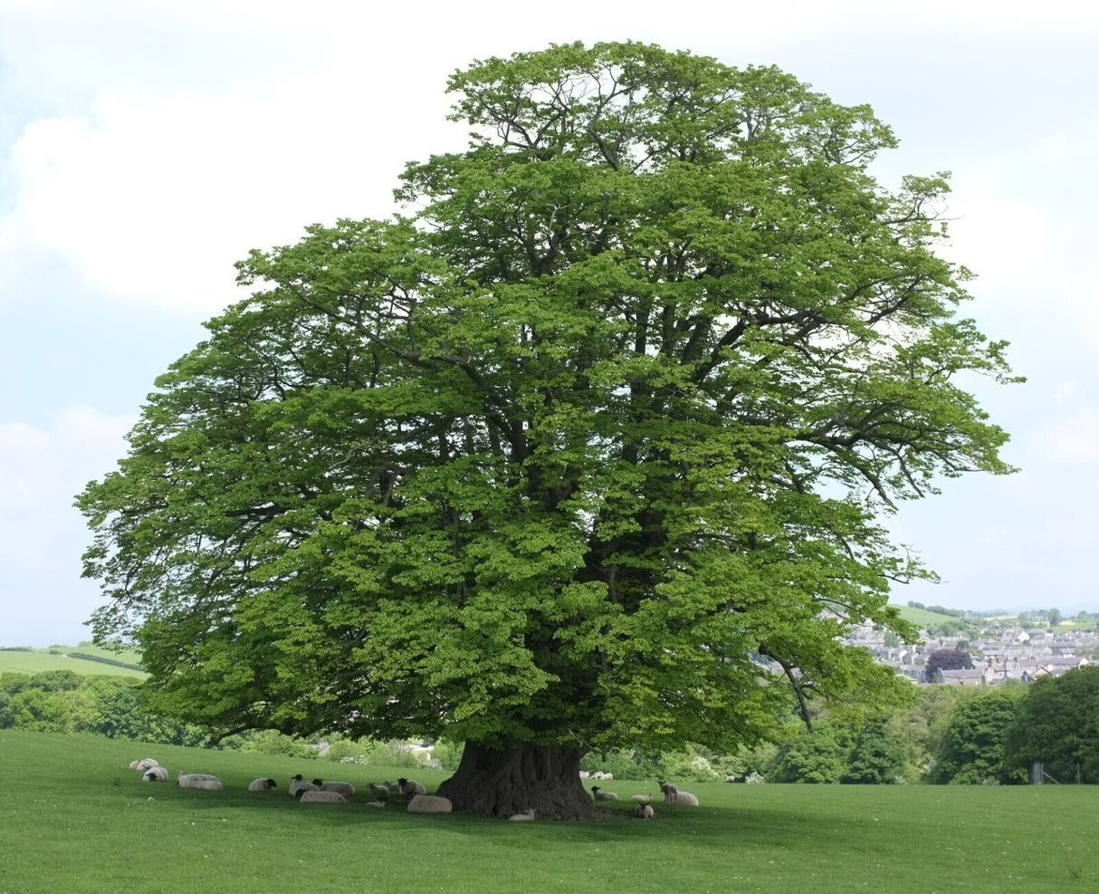 5 Linden (Tilia cordata) Tree Seeds - JC Nursery
