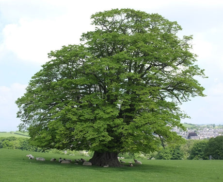 5 Linden (Tilia cordata) Tree Seeds - JC Nursery
