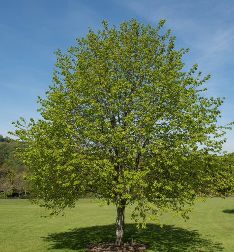 5 Linden (Tilia cordata) Tree Seeds - JC Nursery