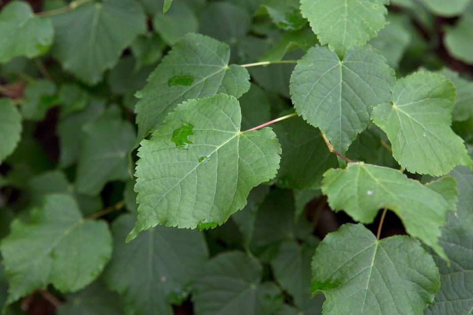 5 Linden (Tilia cordata) Tree Seeds - JC Nursery