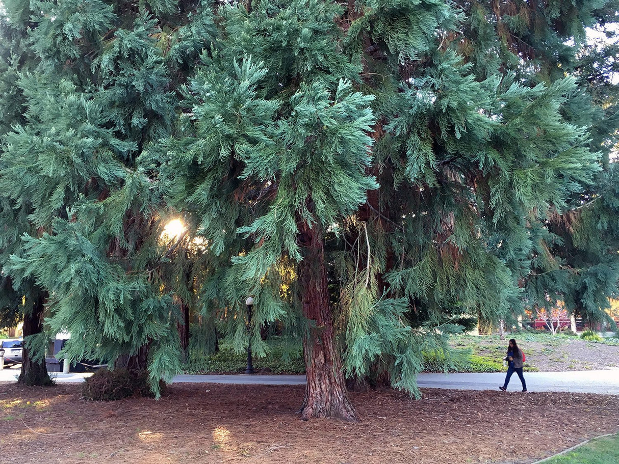 giant sequoia (Sequoia gigantea) 10 seeds - JC Nursery