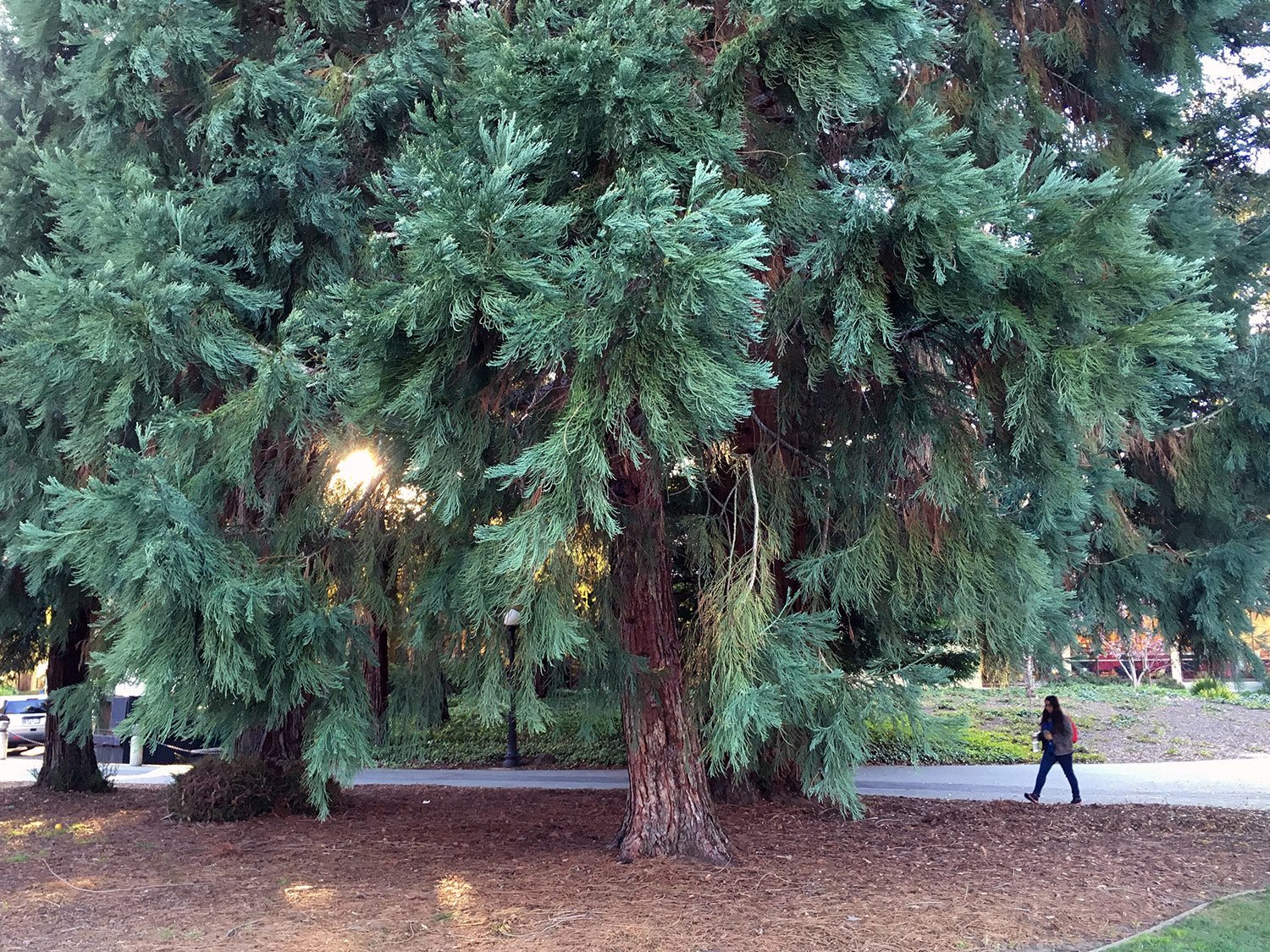 giant sequoia (Sequoia gigantea) 10 seeds - JC Nursery