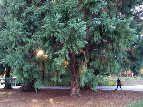 giant sequoia (Sequoia gigantea) 10 seeds - JC Nursery