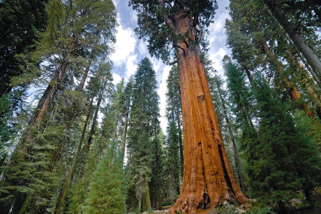 giant sequoia (Sequoia gigantea) 10 seeds - JC Nursery