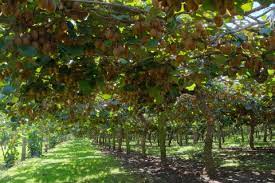 Kiwi Fruit plant (actinidia chinensis hayward) 10 seeds - JC Nursery
