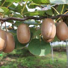 Kiwi Fruit plant (actinidia chinensis hayward) 10 seeds - JC Nursery