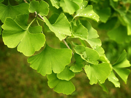 Maidenhair tree (ginkgo biloba) 5 seeds - JC Nursery