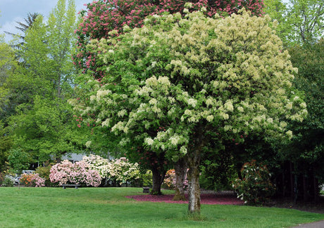 Manna Ash (fraxinus ornus) 10 seeds - JC Nursery