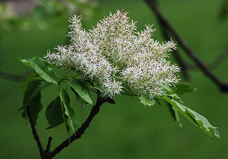 Manna Ash (fraxinus ornus) 10 seeds - JC Nursery