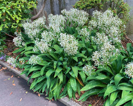 Renga Lily (Arthropodium cirratum) 10 seeds - JC Nursery