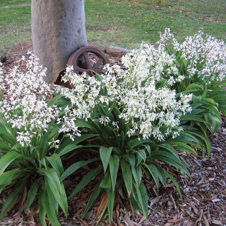 Renga Lily (Arthropodium cirratum) 10 seeds - JC Nursery