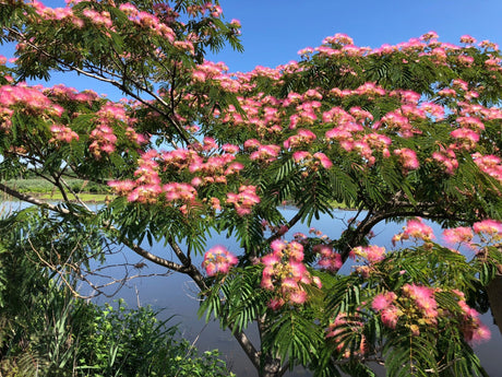 Silk tree (albizia julibrissin) 10 seeds - JC Nursery