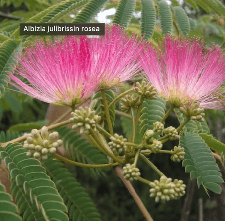 Silk tree (albizia julibrissin) 10 seeds - JC Nursery