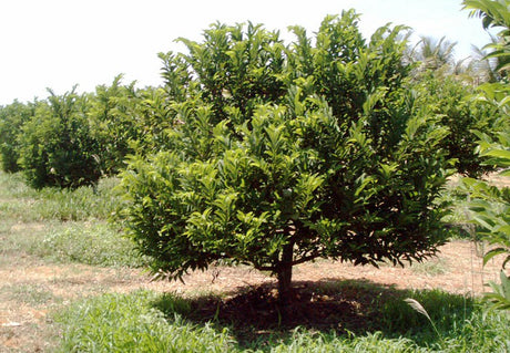 Sugar Apple (annona squamosa) 5 seeds - JC Nursery