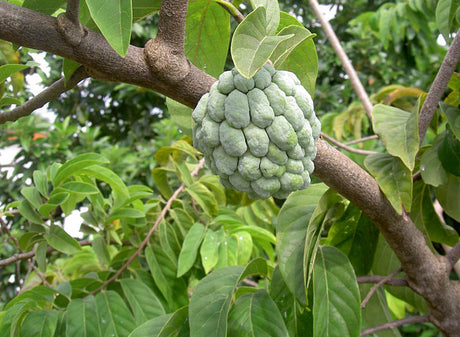 Sugar Apple (annona squamosa) 5 seeds - JC Nursery