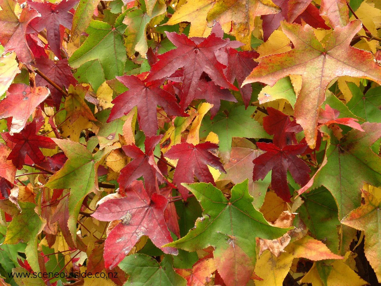 Sweet Gum Tree (liquidamber styraciflua) 10 seeds - JC Nursery