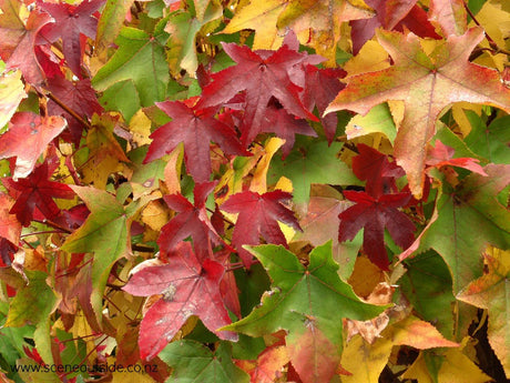 Sweet Gum Tree (liquidamber styraciflua) 10 seeds - JC Nursery