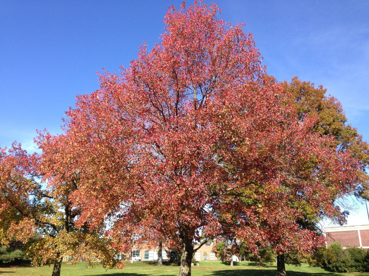 Sweet Gum Tree (liquidamber styraciflua) 10 seeds - JC Nursery