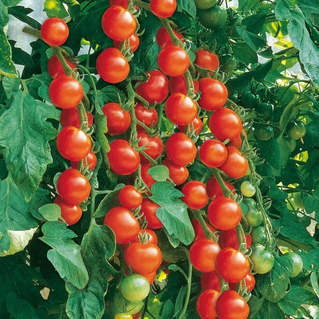 Tomato Heirloom (garden delight ) seeds - JC Nursery