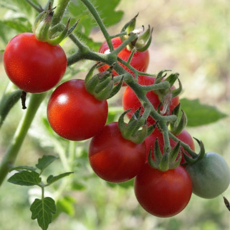 Tomato Heirloom (garden delight ) seeds - JC Nursery