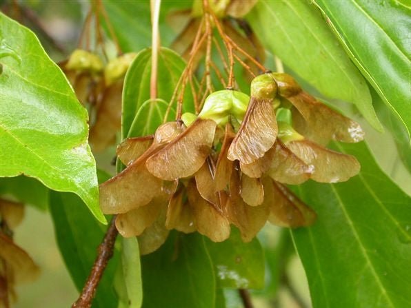 Trident Maple (acer buergerianum) 10 seeds - JC Nursery