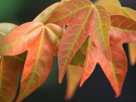 Trident Maple (acer buergerianum) 10 seeds - JC Nursery