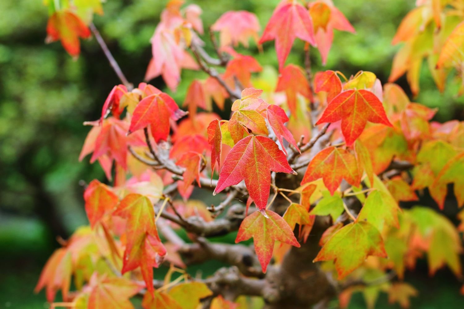 Trident Maple (acer buergerianum) 10 seeds - JC Nursery