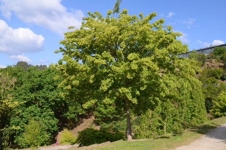 Trident Maple (acer buergerianum) 10 seeds - JC Nursery